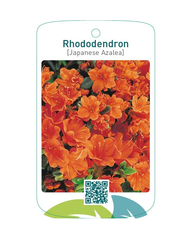Rhododendron [Japanese Azalea]  oranje