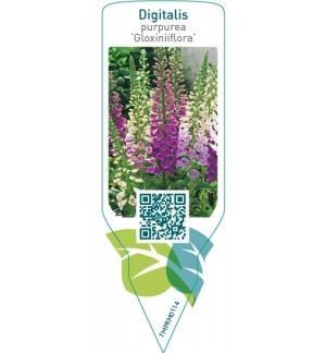 Etiquetas de Digitalis purpurea ‘Gloxiniiflora’ *