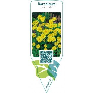 Doronicum orientale