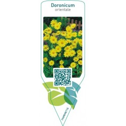 Doronicum orientale
