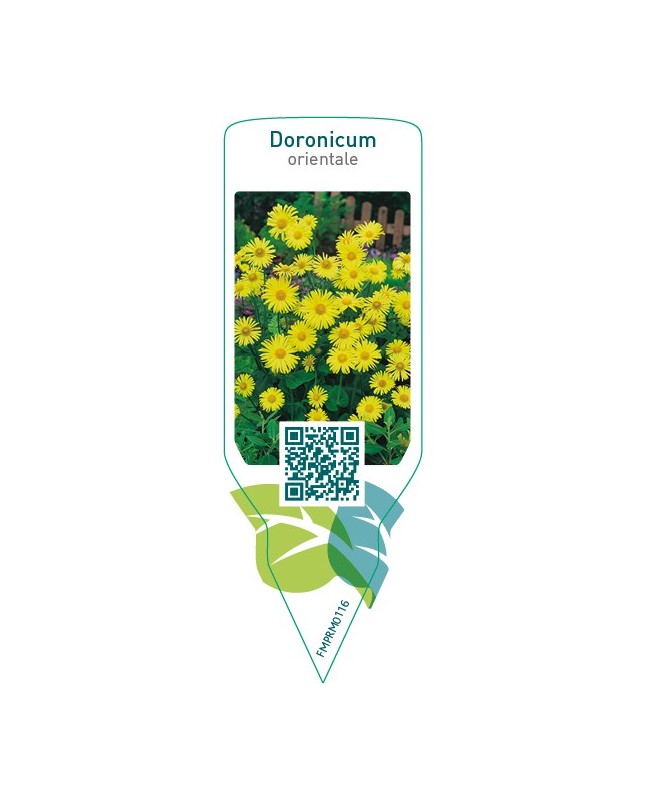 Doronicum orientale