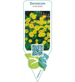 Etichette di Doronicum orientale *