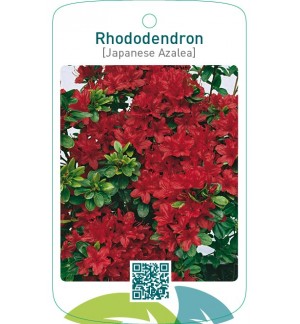 Rhododendron [Japanese Azalea]  rood