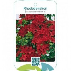Rhododendron [Japanese Azalea]  rood