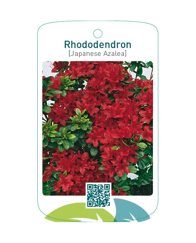 Rhododendron [Japanese Azalea]  rood