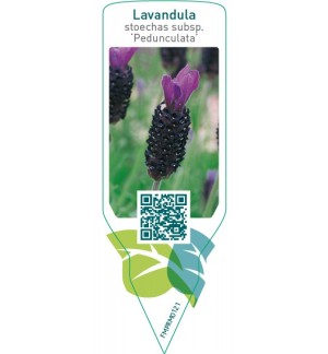 Lavandula stoechas subsp. pedunculata