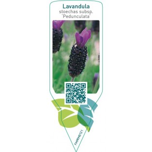 Lavandula stoechas subsp. pedunculata