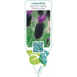 Lavandula stoechas subsp. pedunculata