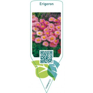 Erigeron  pink