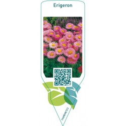 Erigeron  pink