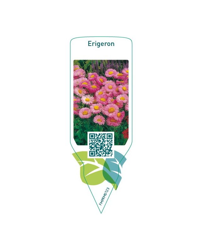 Erigeron  pink