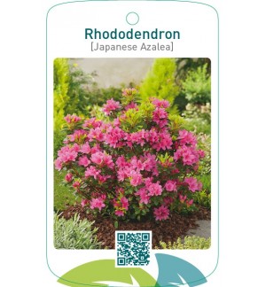 Rhododendron [Japanese Azalea]  roze
