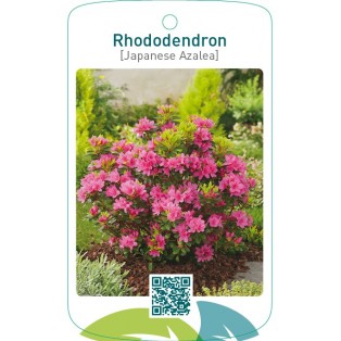 Rhododendron [Japanese Azalea]  roze