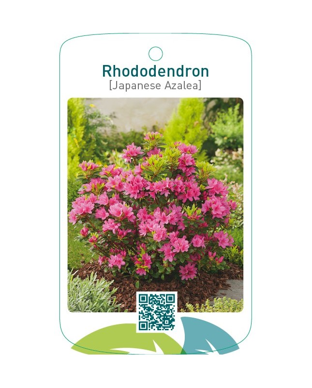 Rhododendron [Japanese Azalea]  roze