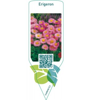 Etiquetas de Erigeron  pink  *