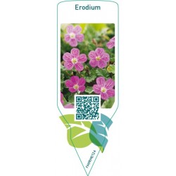 Erodium