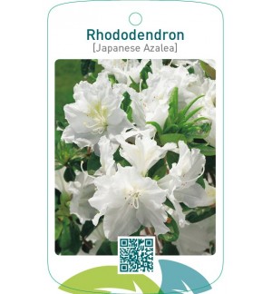 Rhododendron [Japanese Azalea]  wit