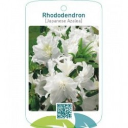 Rhododendron [Japanese Azalea]  wit