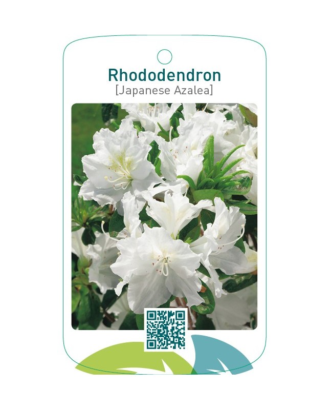 Rhododendron [Japanese Azalea]  wit