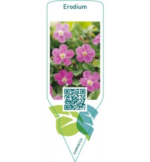 Etichette di Erodium *