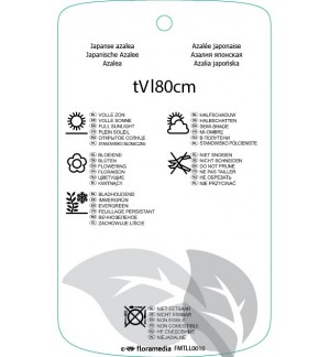 Etichette di Rhododindron [Japanese Azalea]  wit *