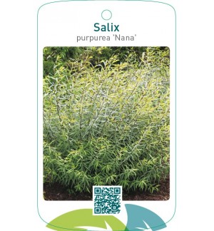Salix purpurea ‘Nana’