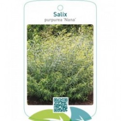 Salix purpurea ‘Nana’