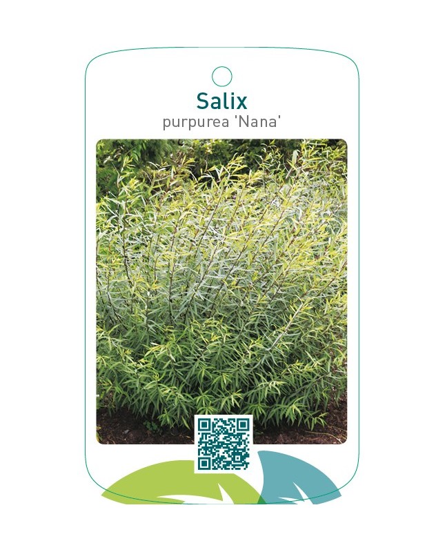Salix purpurea ‘Nana’