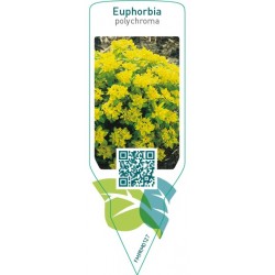 Euphorbia polychroma