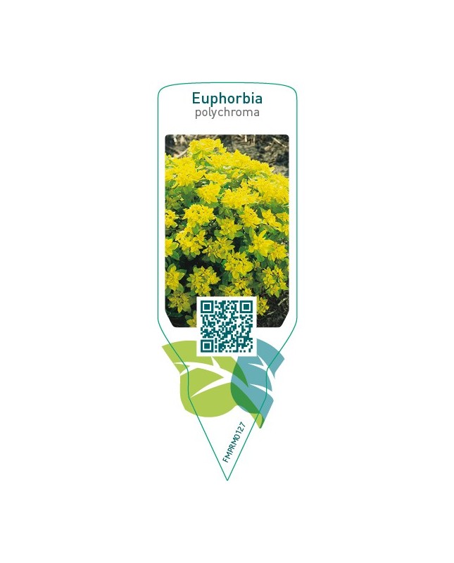 Euphorbia polychroma