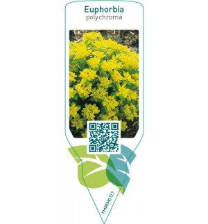 Etiquetas de Euphorbia polychroma  *