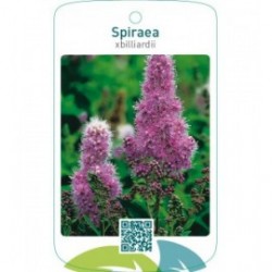 Spiraea xbilliardii