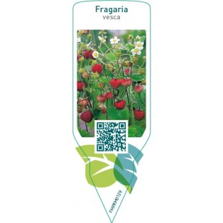 Fragaria vesca