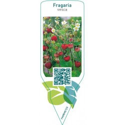 Fragaria vesca
