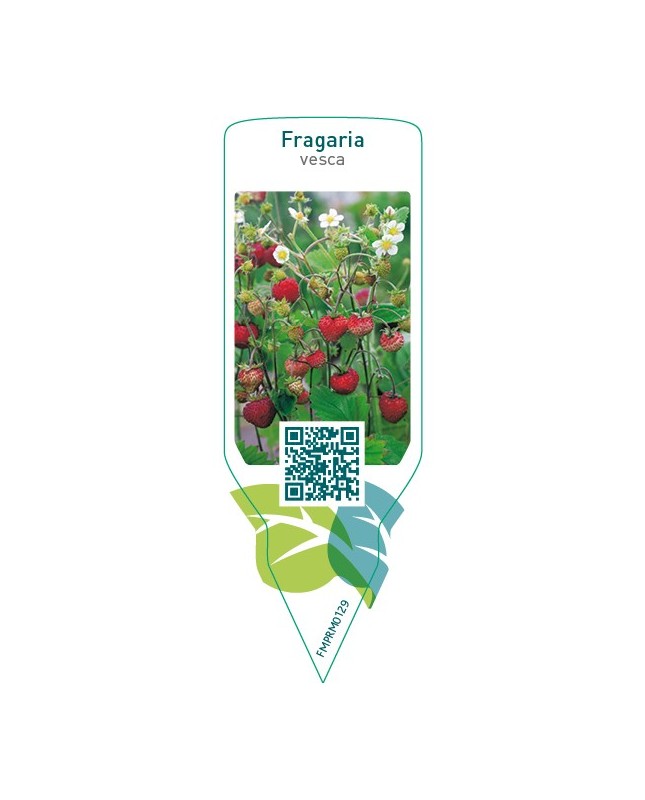 Fragaria vesca