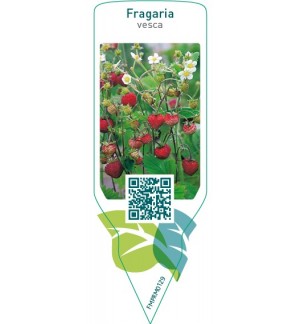 Etichette di Fragaria vesca *