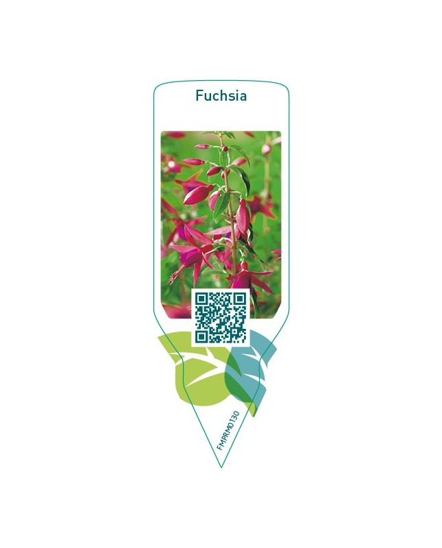 Fuchsia