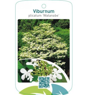 Viburnum plicatum ‘Watanabe’