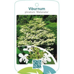 Viburnum plicatum ‘Watanabe’