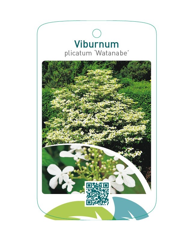 Viburnum plicatum ‘Watanabe’