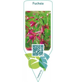 Etiquetas de Fuchsia *
