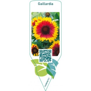 Gaillardia  red/yellow