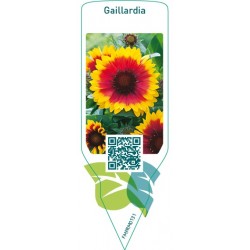 Gaillardia  red/yellow