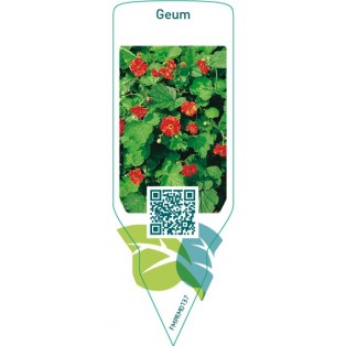Geum  red