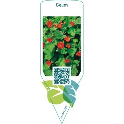 Geum  red