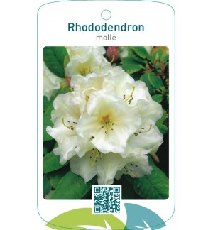 Rhododendron molle wit