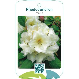 Rhododendron molle wit