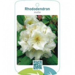 Rhododendron molle wit