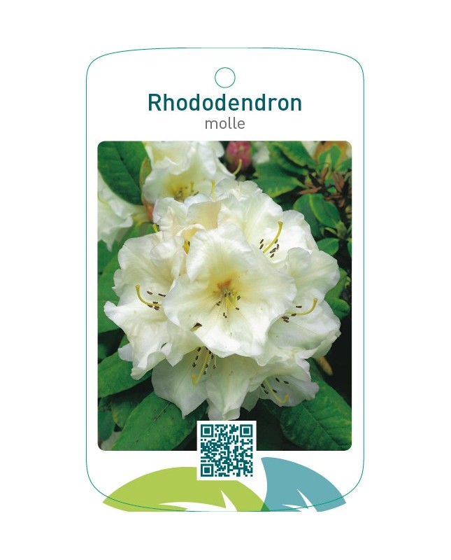 Rhododendron molle wit