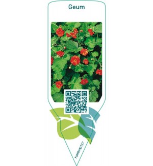 Etichette di Geum  red *